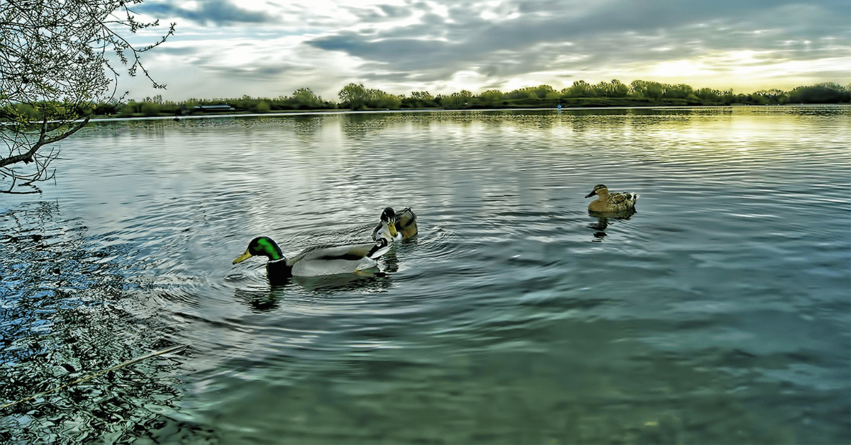 Hunting the Duck Flyways in North America